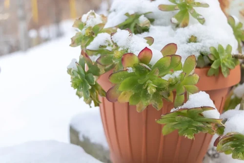 A potted succulent plant in the snow amid a winter garden.